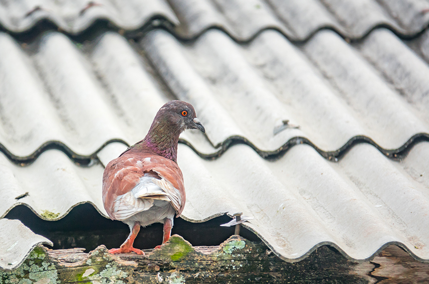 鳥や動物による防水層の損傷